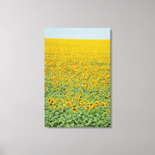 Yellow Sunflower Field Canvas Print