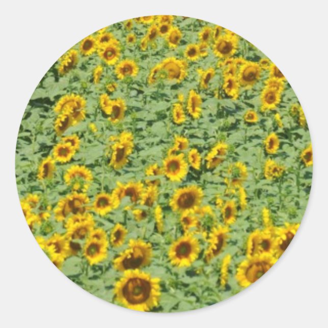 Yellow Sunflower Field Classic Round Sticker (Front)
