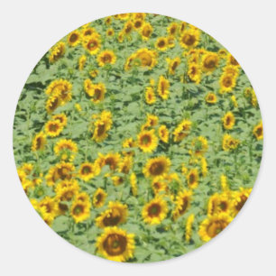 Yellow Sunflower Field Classic Round Sticker