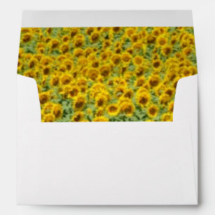 Yellow Sunflower Field Envelopes