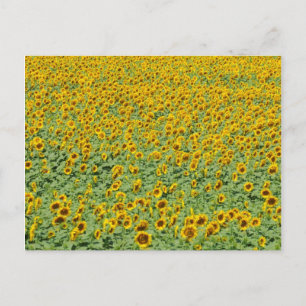 Yellow Sunflower Field Postcard