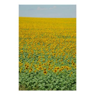 Yellow Sunflower Field Poster