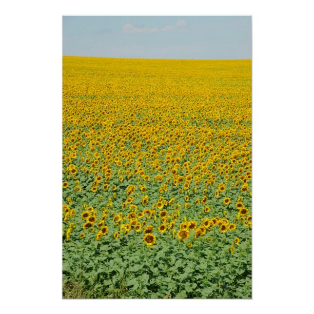 Yellow Sunflower Field Poster (Front)