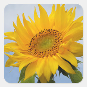 Yellow Sunflower Floral Blue Sticker / Seal