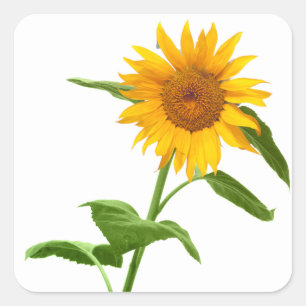 Yellow Sunflower Floral Stickers