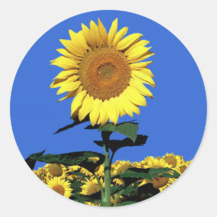 Yellow Sunflower Floral Wedding Flowers Blue Sky Classic Round Sticker