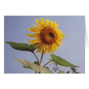 Yellow Sunflower Flower in Blue Sky Greeting Card