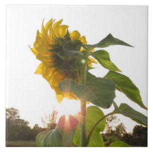 Yellow Sunflower Flower Spiegeland Tile