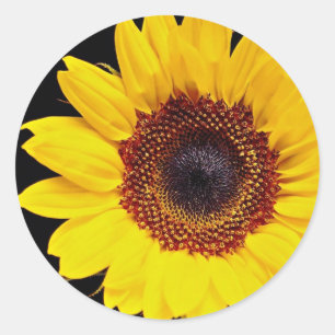 Yellow sunflower flowers classic round sticker