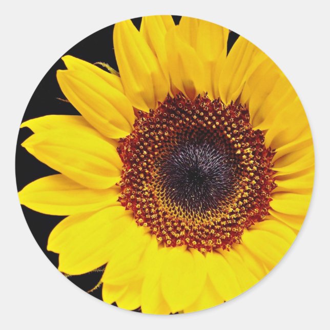 Yellow sunflower  flowers classic round sticker (Front)