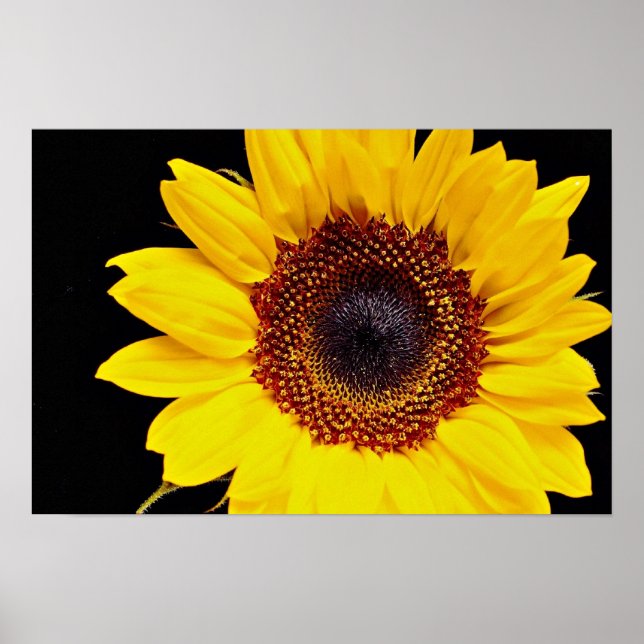 Yellow sunflower  flowers poster (Front)