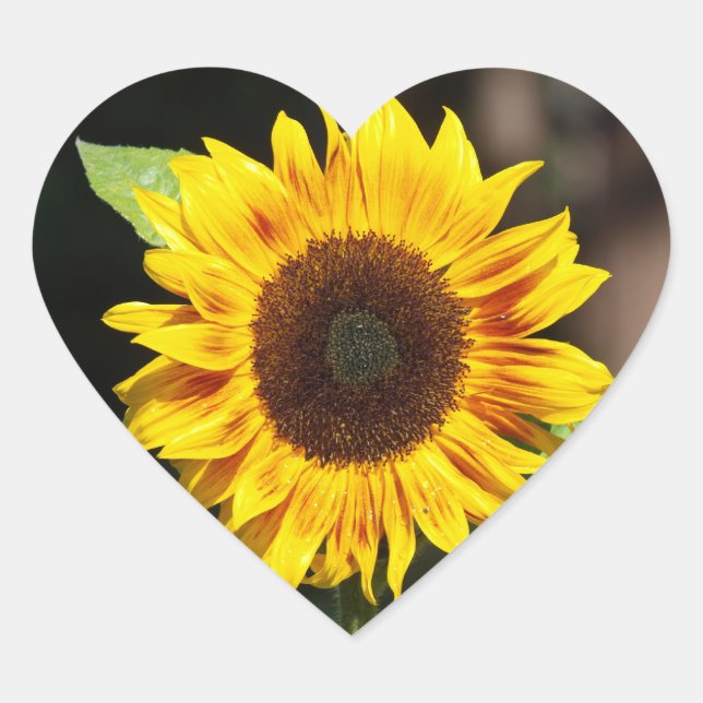 Yellow Sunflower Heart Shaped sticker (Front)