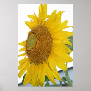 yellow sunflower macro art poster