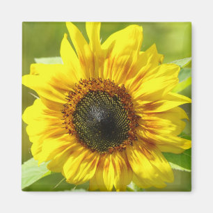 Yellow Sunflower Magnet