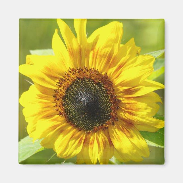 Yellow Sunflower Magnet (Front)