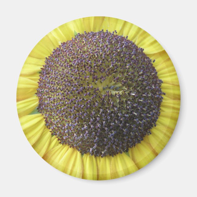 Yellow Sunflower Magnet (Front)