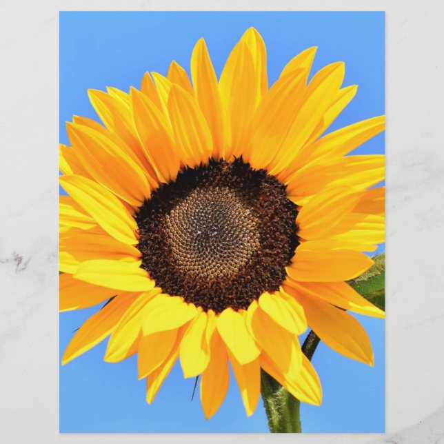 Yellow Sunflower on Blue Sky Letterhead Summer (Back)