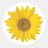 Yellow Sunflower on White