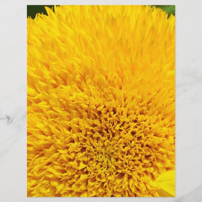 Yellow Sunflower Petals Scrapbook paper Summer (Front)