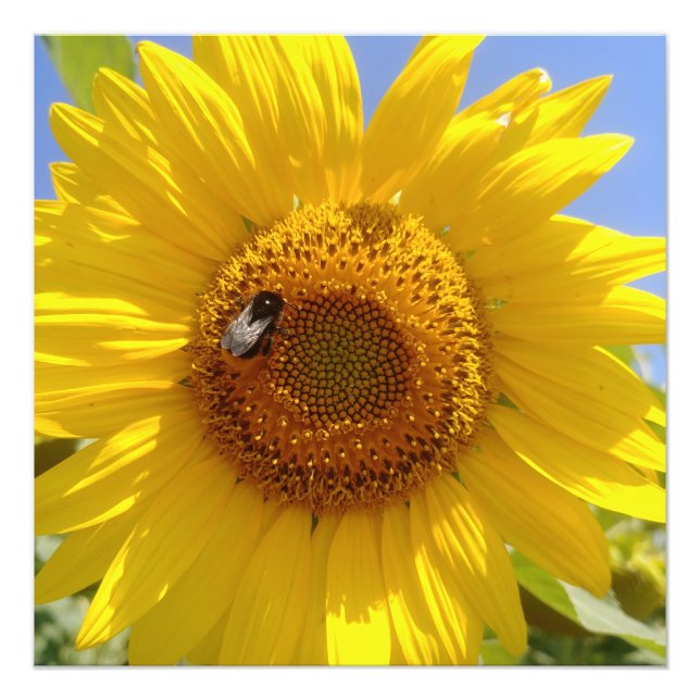 Yellow Sunflower Photo Print (Front)