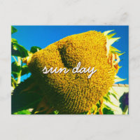 Yellow Sunflower Photo Sun Day Quote Script
