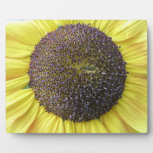 Yellow Sunflower Plaque