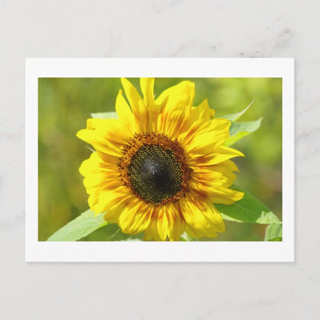 Yellow Sunflower Postcard (Front)