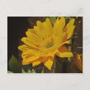 Yellow Sunflower Postcard