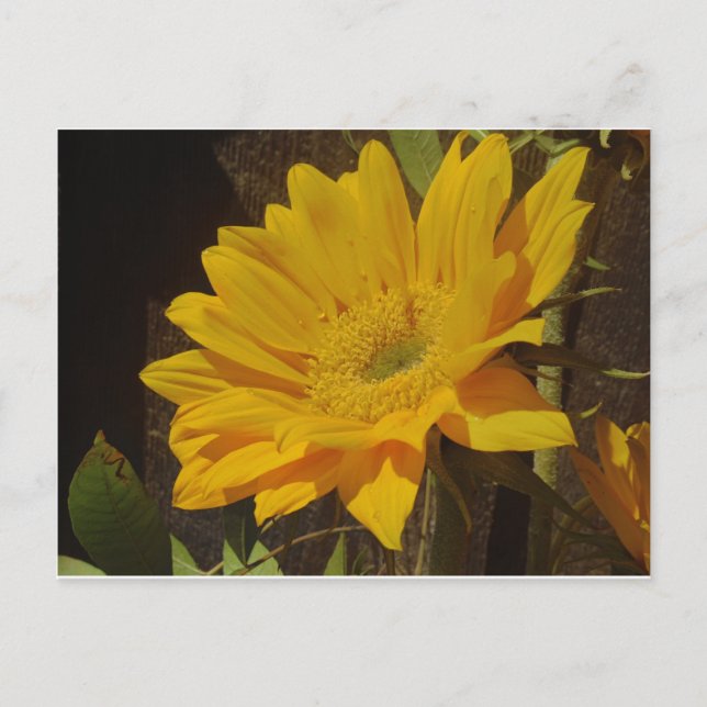 Yellow Sunflower Postcard (Front)