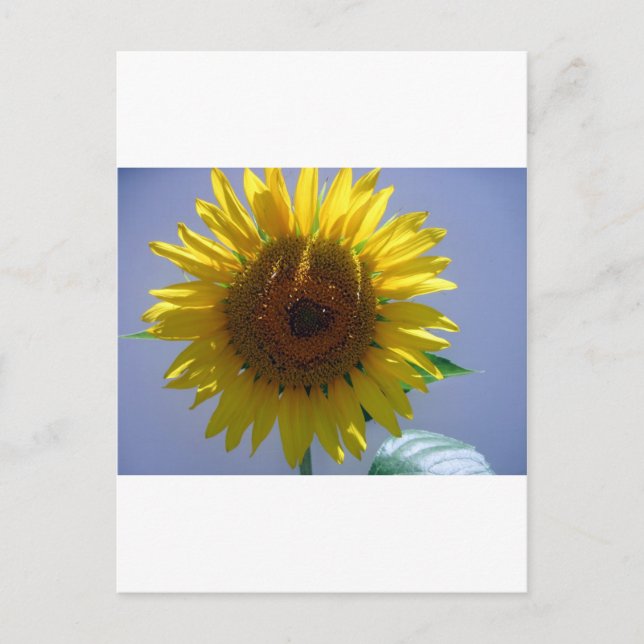 Yellow Sunflower Postcard (Front)