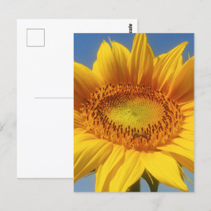 Yellow Sunflower Postcard