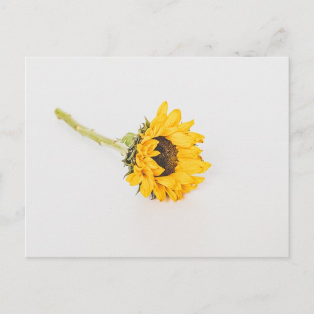 Yellow Sunflower Postcard (Front)