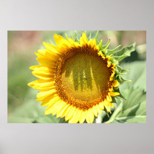 Yellow sunflower poster
