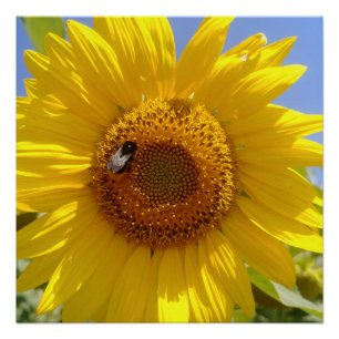 Yellow Sunflower Poster