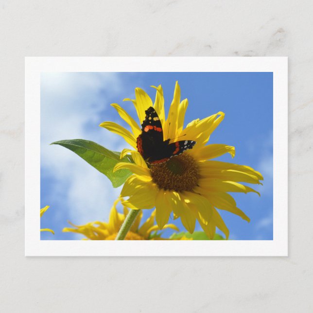 Yellow Sunflower & Red Admiral Butterfly Postcard (Front)