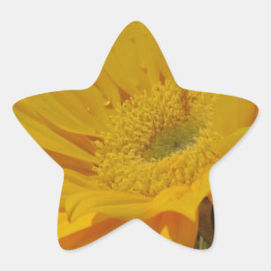 Yellow Sunflower Star Sticker