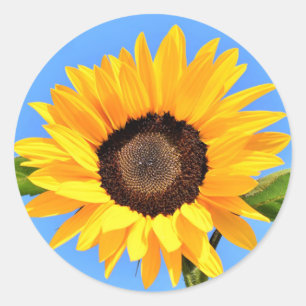 Yellow Sunflower Sticker Blue Sky