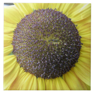 Yellow Sunflower Tile