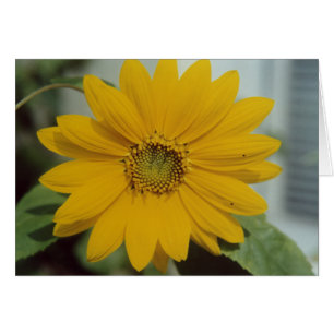 Yellow Sunflower - Tiny Baby Flower Greeting Card