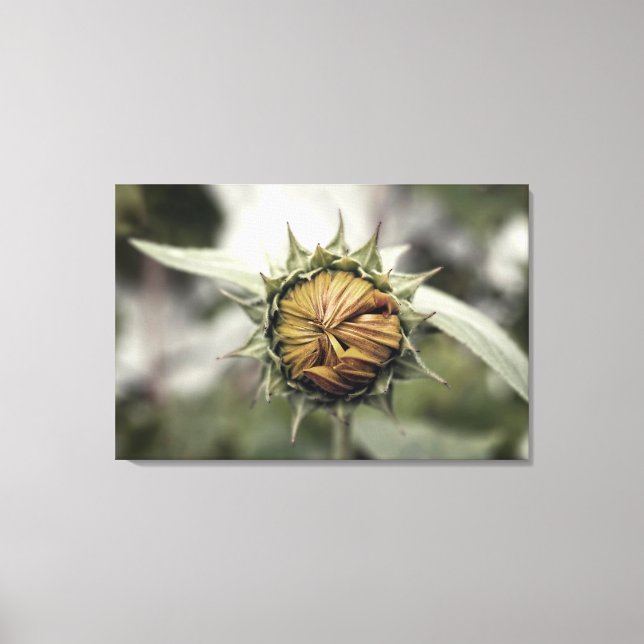 Yellow sunflower with closed petals canvas print (Front)