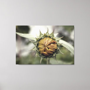 Yellow sunflower with closed petals canvas print