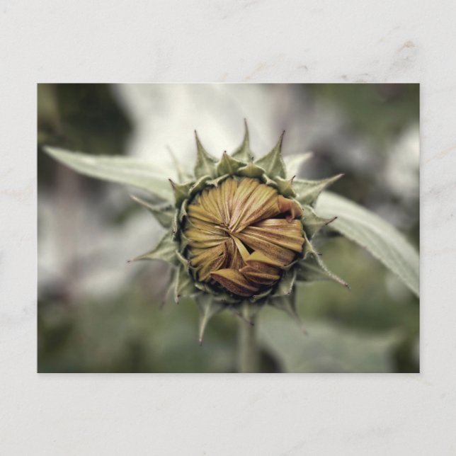 Yellow sunflower with closed petals postcard (Front)