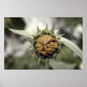 Yellow sunflower with closed petals poster