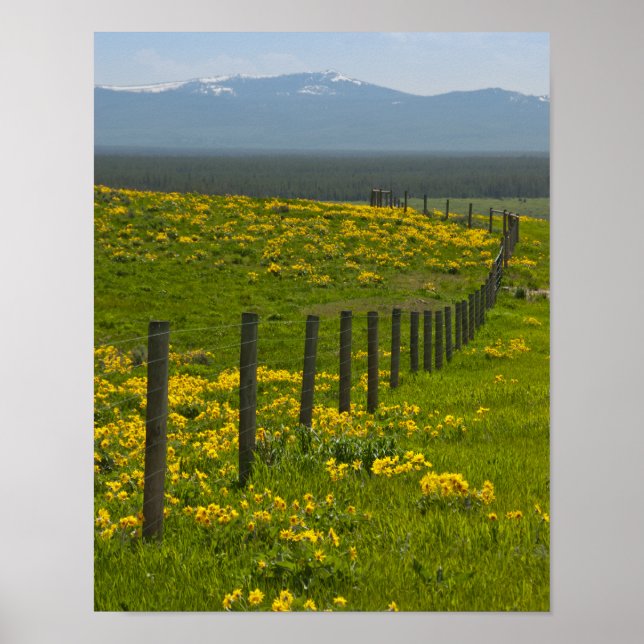 Yellow Sunflowers and Mountains Poster (Front)