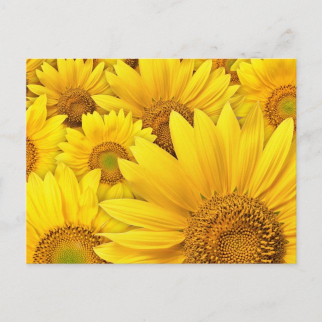 Yellow Sunflowers Postcard (Front)