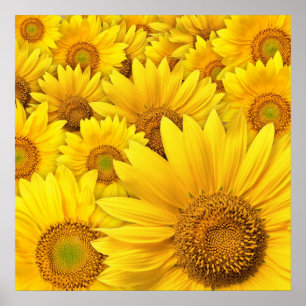 Yellow Sunflowers Poster