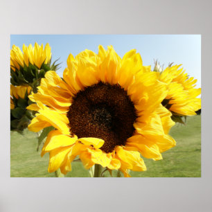 Yellow Sunflowers Poster