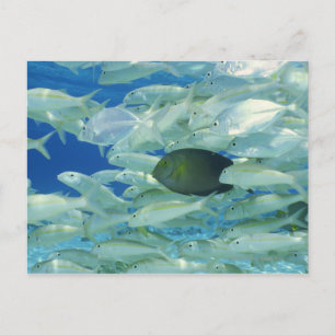 Yellow surgeon fish with yellow stripe goldfish postcard