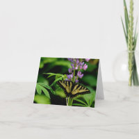 Yellow Swallow Tail on a Lupine