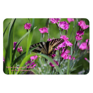 Yellow Swallowtail Butterfly and Pink Dianthus Magnet